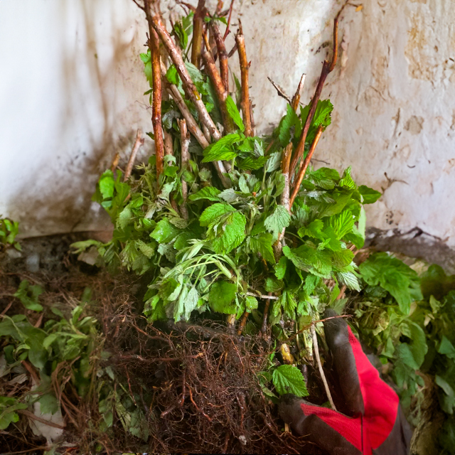 Малина Полана — что вы получите