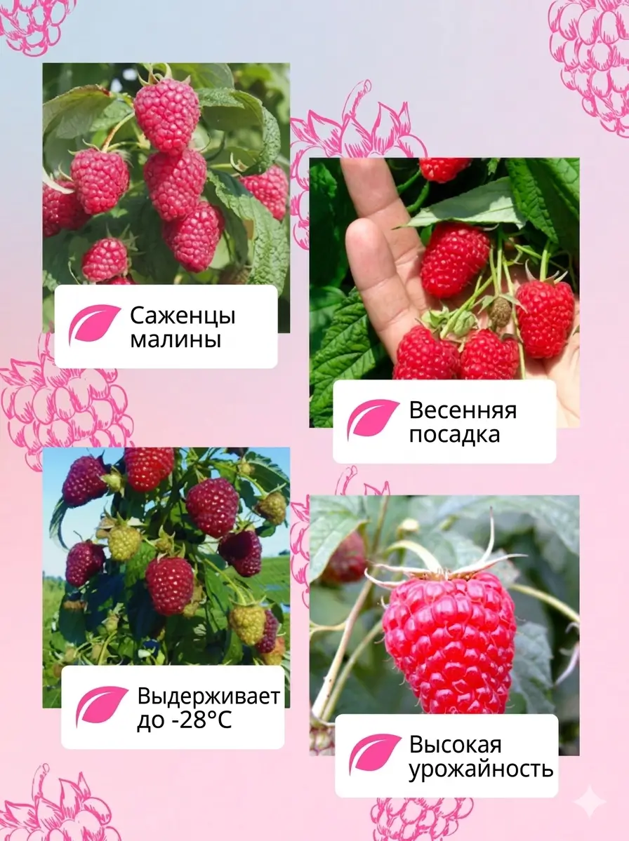 Набор саженцев малины Полана