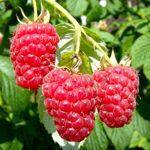 Саженец малины Полана — ремонтантный сорт