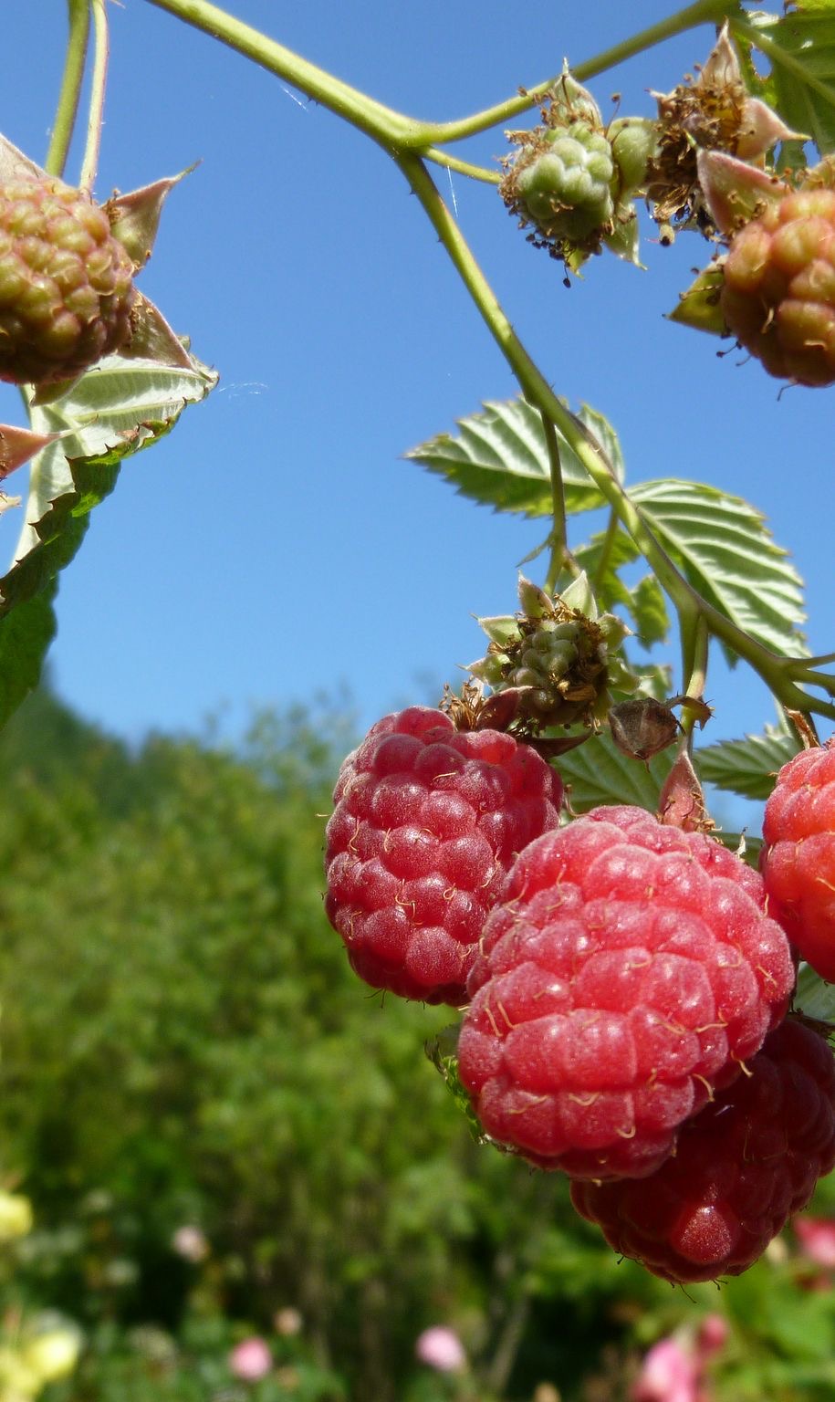 Полив и уход за малиной