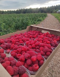 Урожайность малины Полана