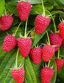 Плодоношение малины дважды в год