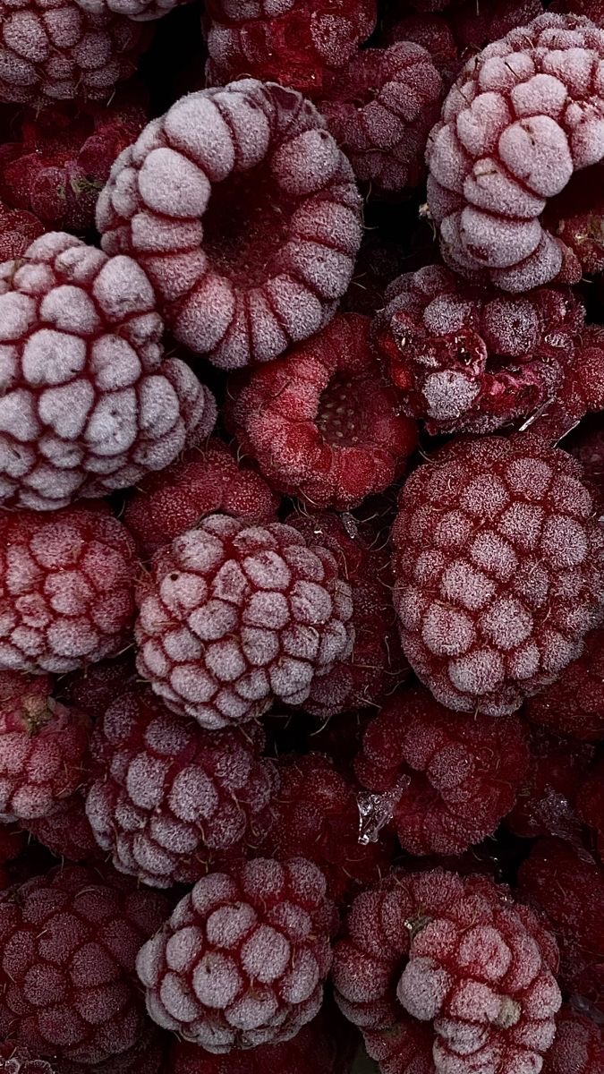 Морозостойкость малины Полана