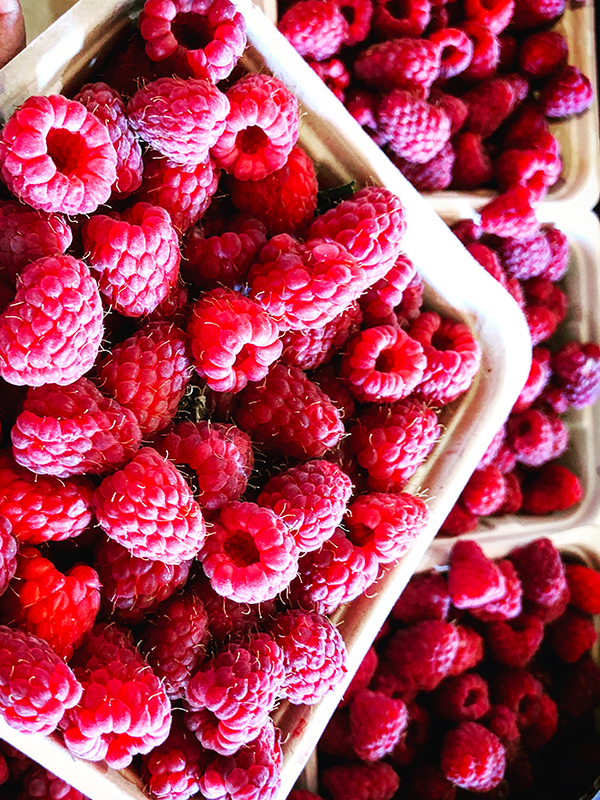 Саженцы малины Полана — ремонтантный сорт